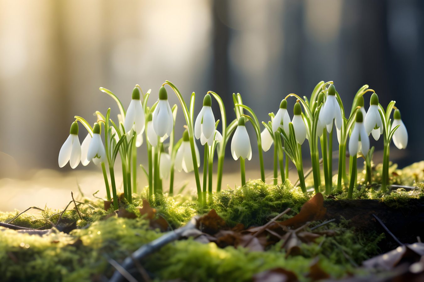 Weiße Schneeglöckchen blühen auf moosigem Waldboden.
